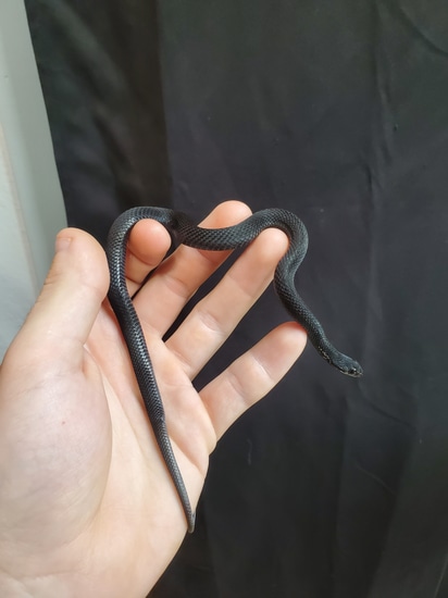 Melanistic Eastern Garter Garter Snake by LZ Serpents