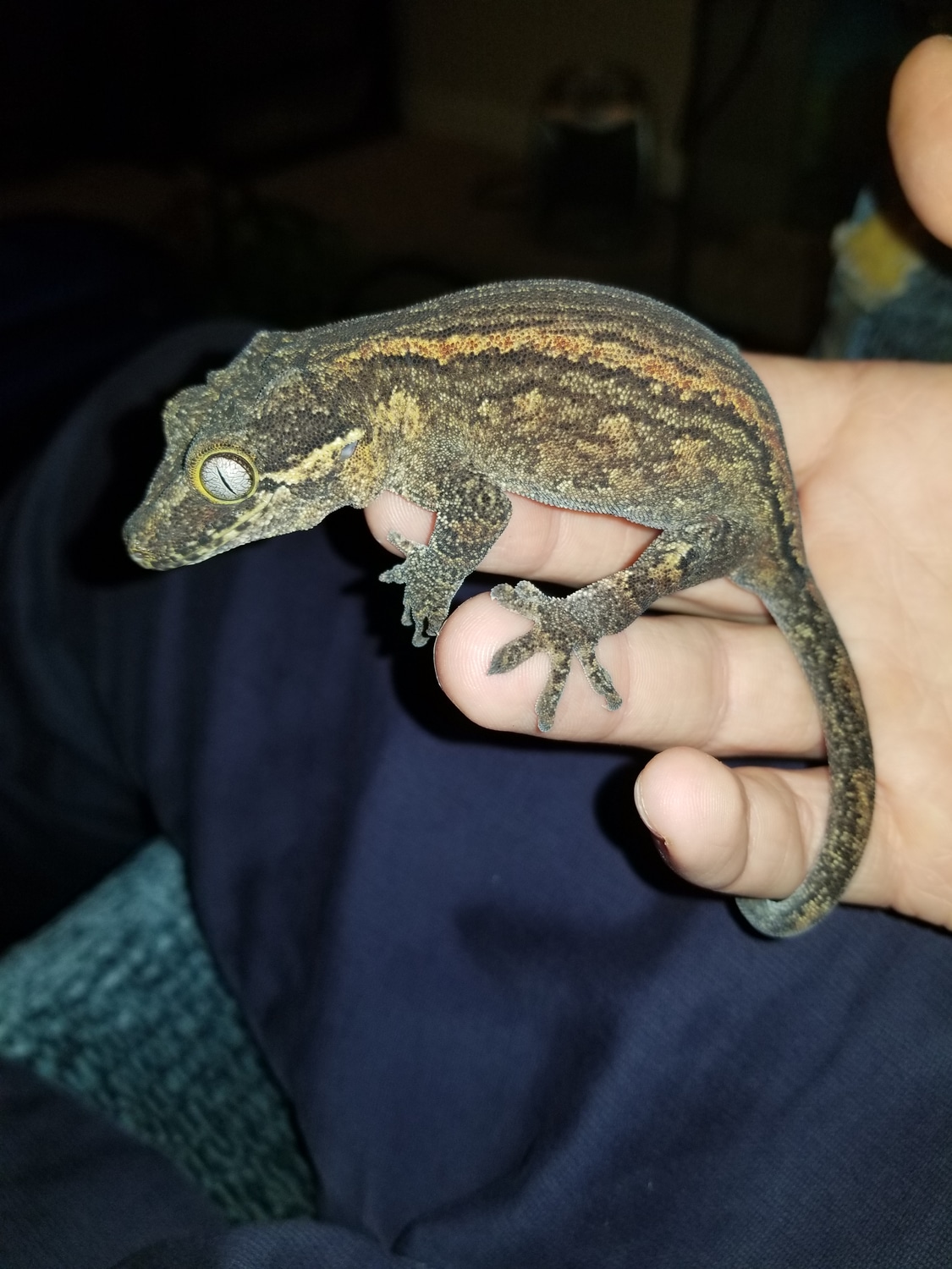 Basic Striped Gargoyle Gecko by Zekes Geeky Geckos - MorphMarket