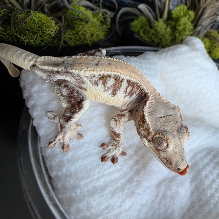 Xen X Towlie - High End Red Lilly! Crested Gecko
