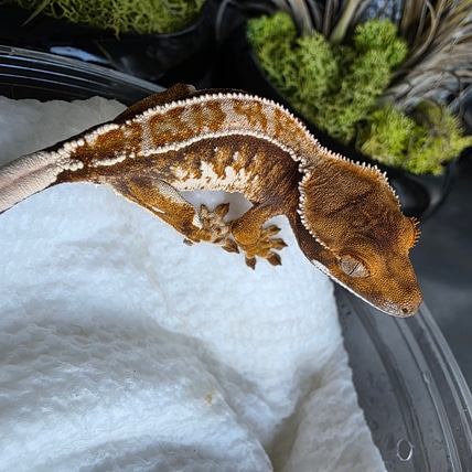 Homunculus X Delphi - High White Orange Tricolor Crested Gecko