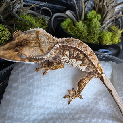 Homunculus X Delphi - High White Tricolor Crested Gecko
