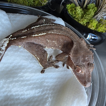 Imhotep X Acid Rain - Holdback Tux Capp Crested Gecko