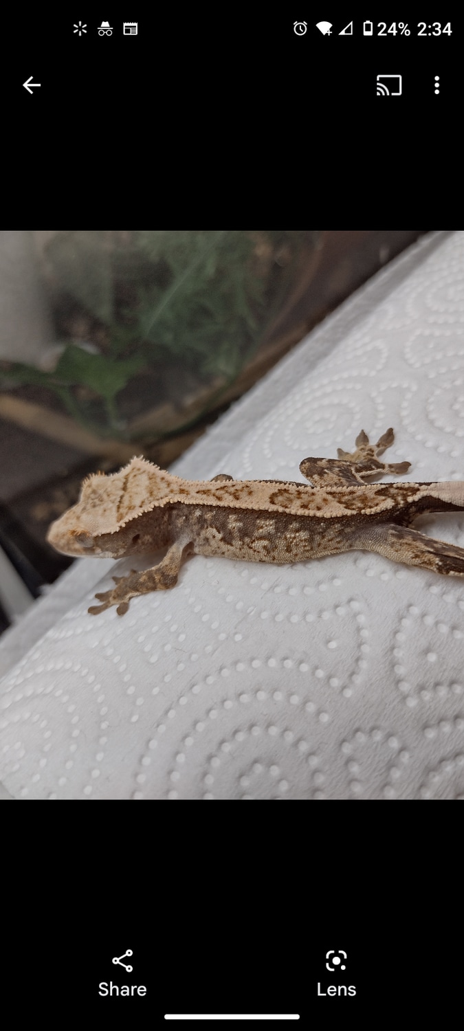 Tricolor Crested Gecko by Leeside lizards MorphMarket