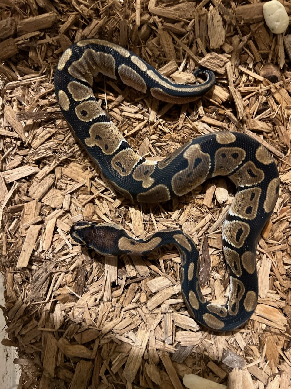 Wild Type Ball Python by Balls of Glory Exotics - MorphMarket