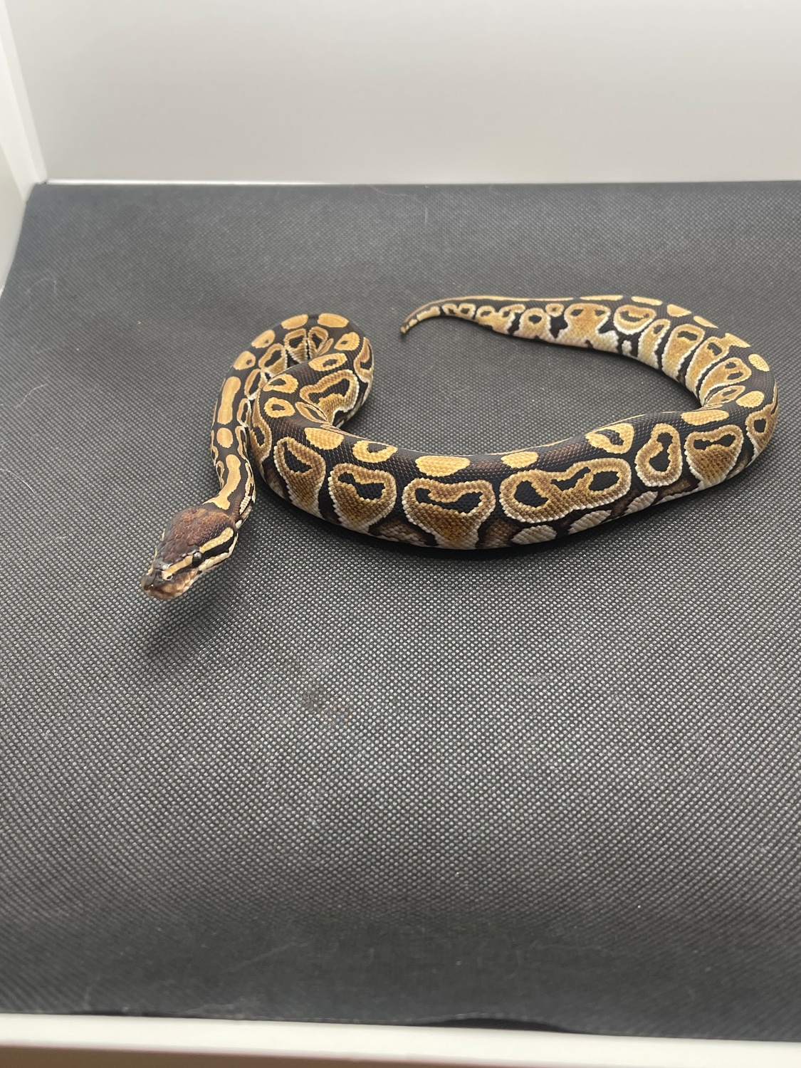 Russo Ball Python by Zippy's Ball Pythons - MorphMarket