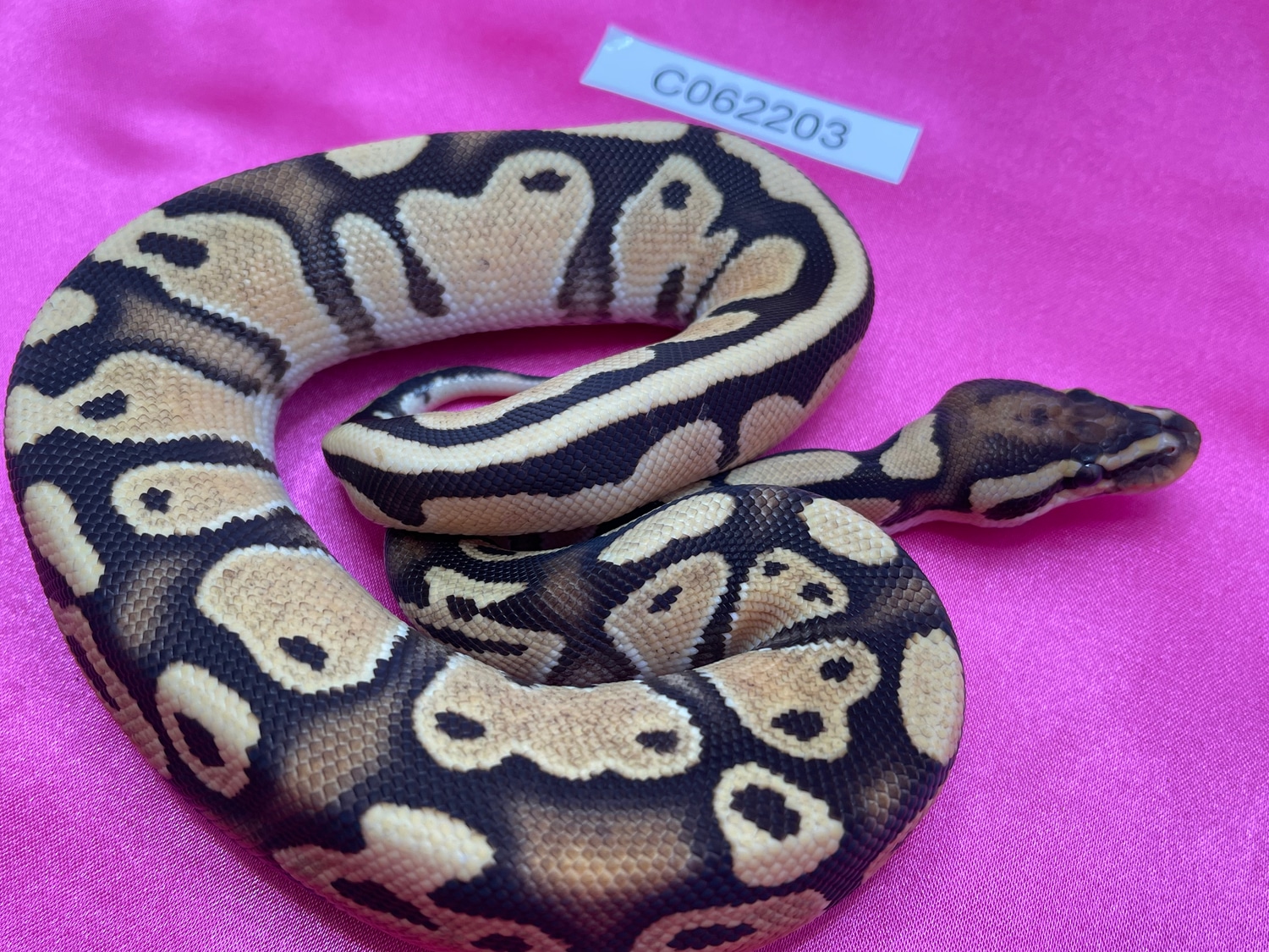 Orange Dream, Fire Ball Python by Zippy's Ball Pythons MorphMarket