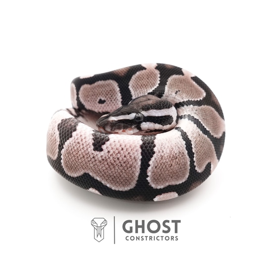 VPI Axanthic Het Piebald Ball Python by Ghost Constrictors