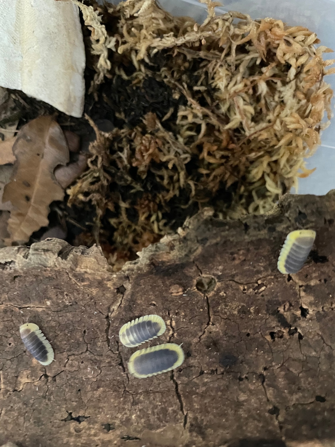 Cubaris Lemon Blue Isopod 4ct by Luis Vargas - MorphMarket