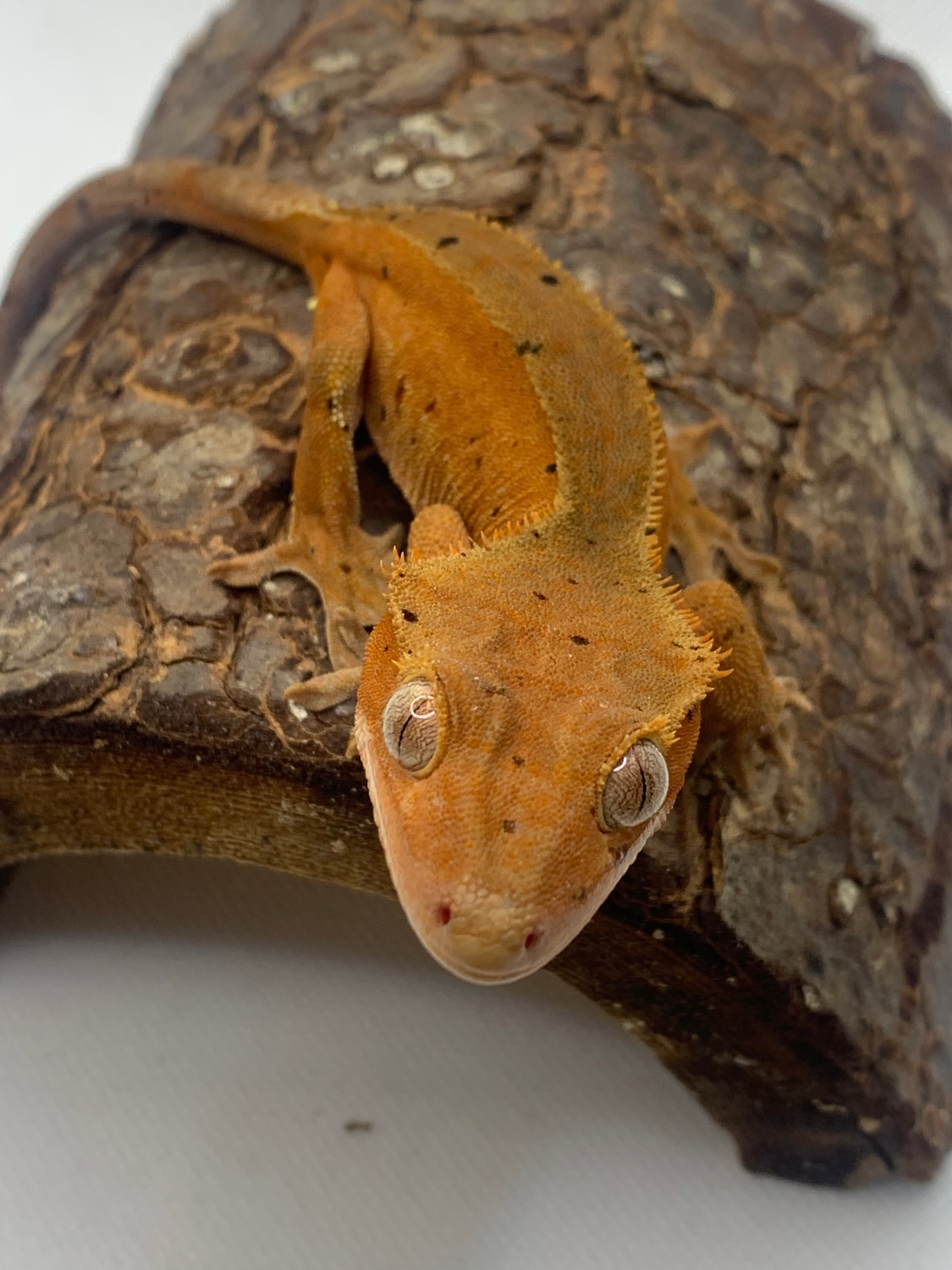 Red Confetti Dalmatian Female Crested Gecko by Reagent Geckos MorphMarket