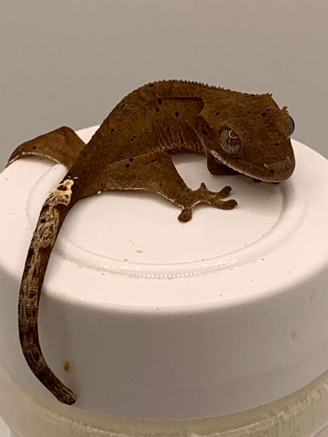 Red Confetti Superdalmatian Crested Gecko by Reagent Geckos MorphMarket