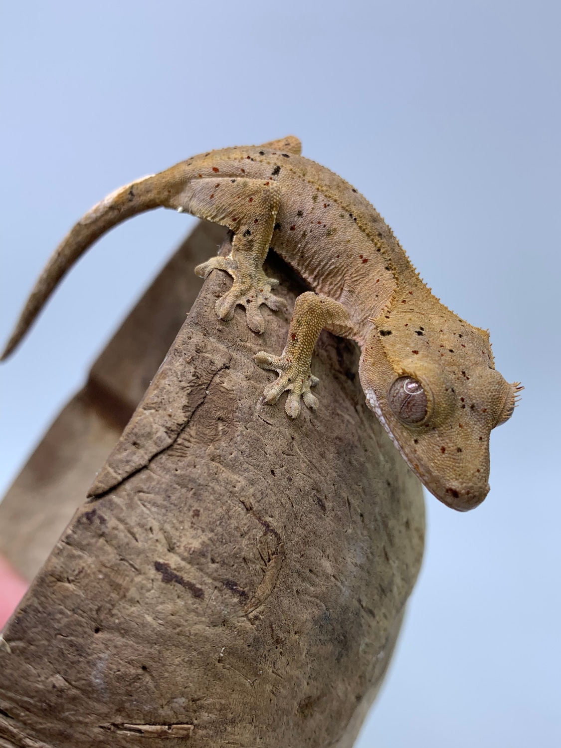 Red Confetti Superdalmatian Crested Gecko by Reagent Geckos MorphMarket