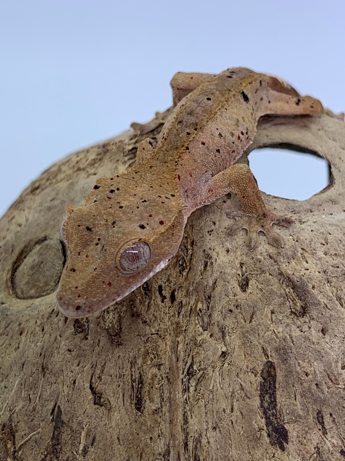 Red Confetti Superdalmatian Crested Gecko by Reagent Geckos MorphMarket