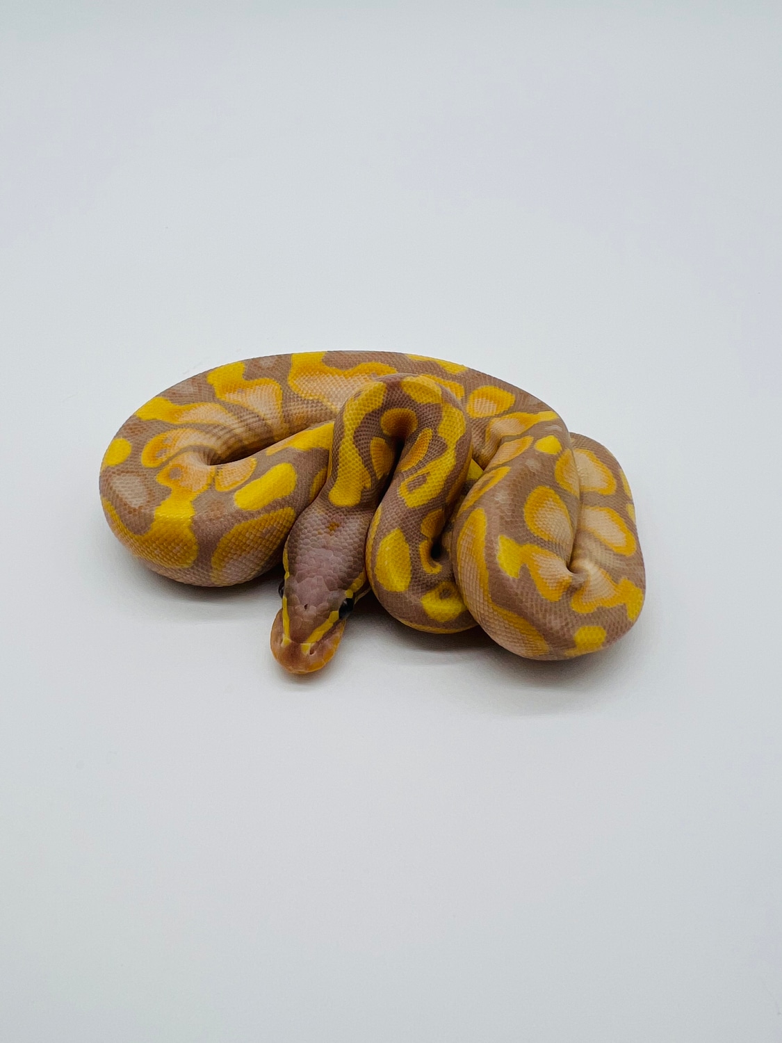 Banana A/YB Ball Python by Zach Melton Reptiles MorphMarket