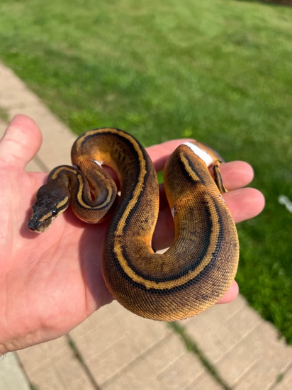 BH Mystic Pied Ball Python by Zach Melton Reptiles