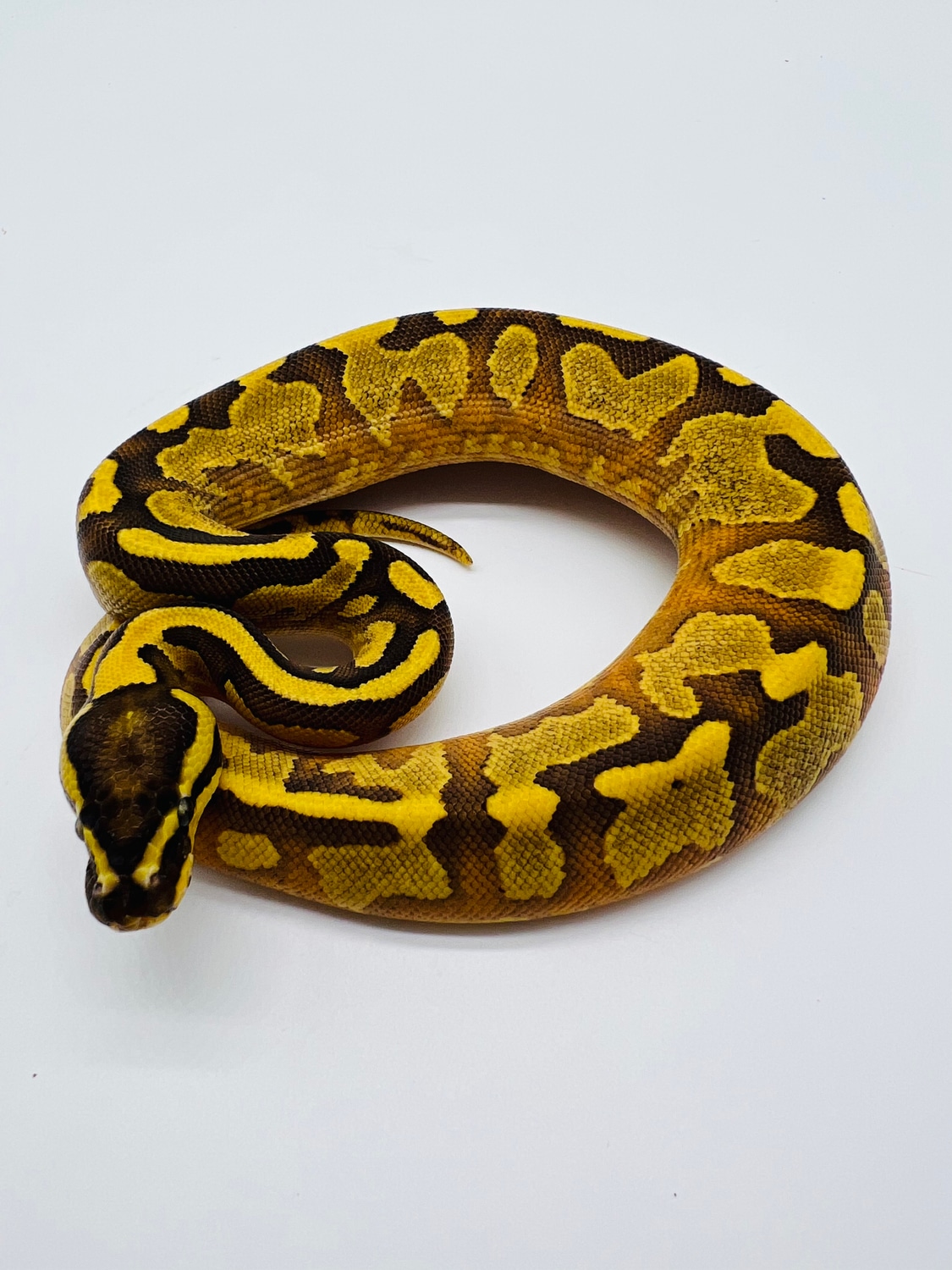 Enchi Fire YB Het Pied Ball Python by Zach Melton Reptiles - MorphMarket