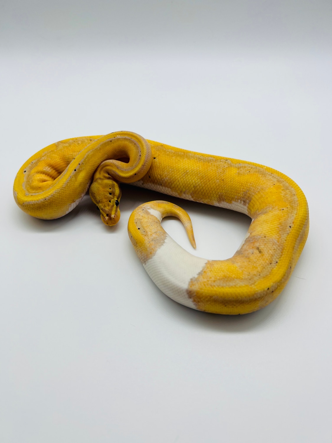 Banana Pied *FREE SHIPPING* Ball Python by Zach Melton Reptiles
