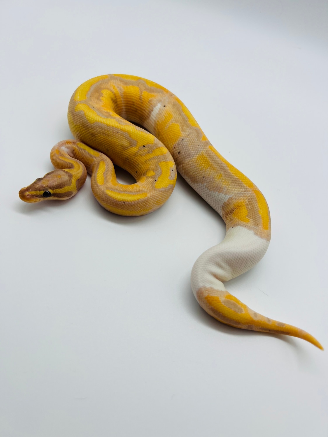 Banana Pied *FREE SHIPPING* Ball Python by Zach Melton Reptiles