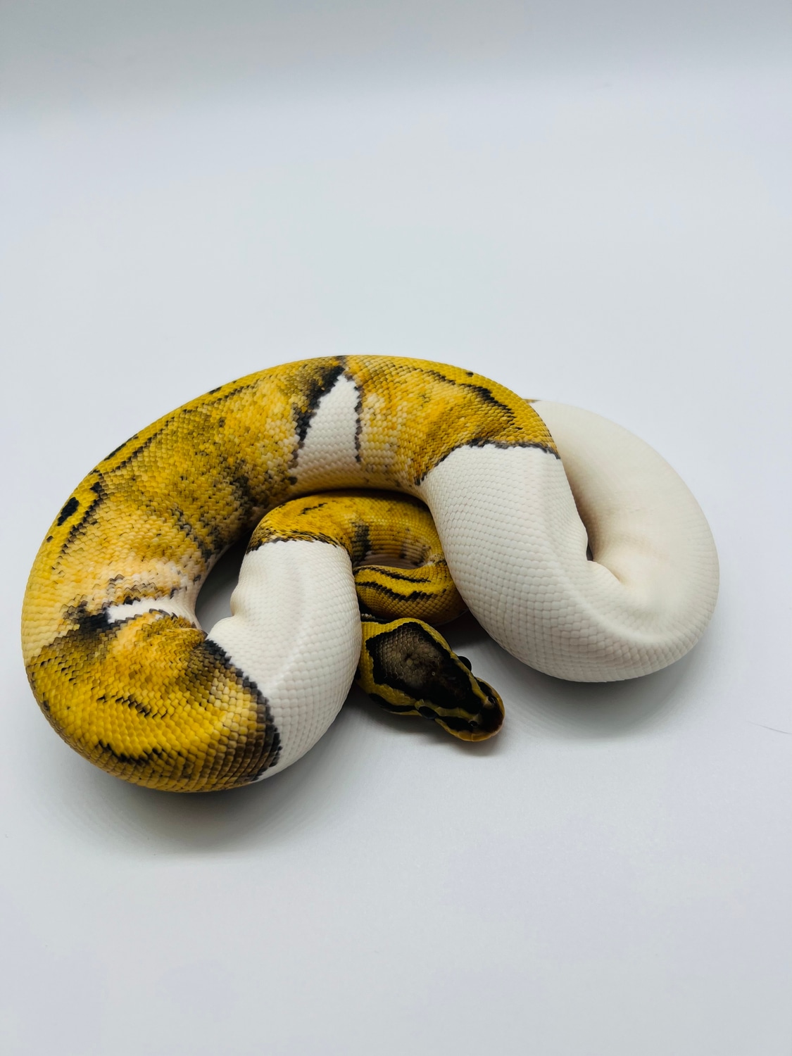 Super Pastel Pied *FREE SHIPPING* Ball Python by Zach Melton Reptiles