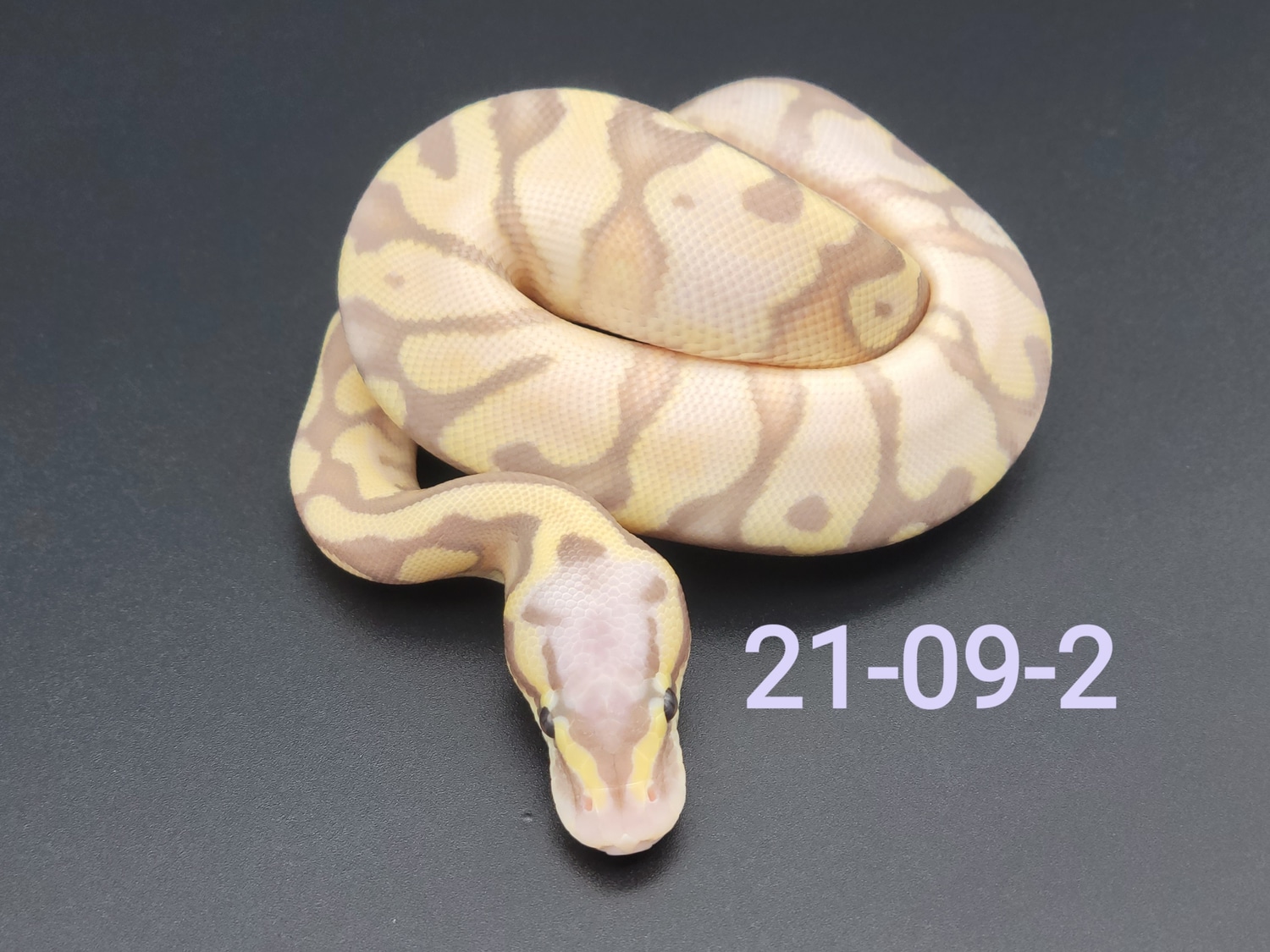 Banana Enchi Super Pastel Hypo Ball Python by Parpart's Pristine ...