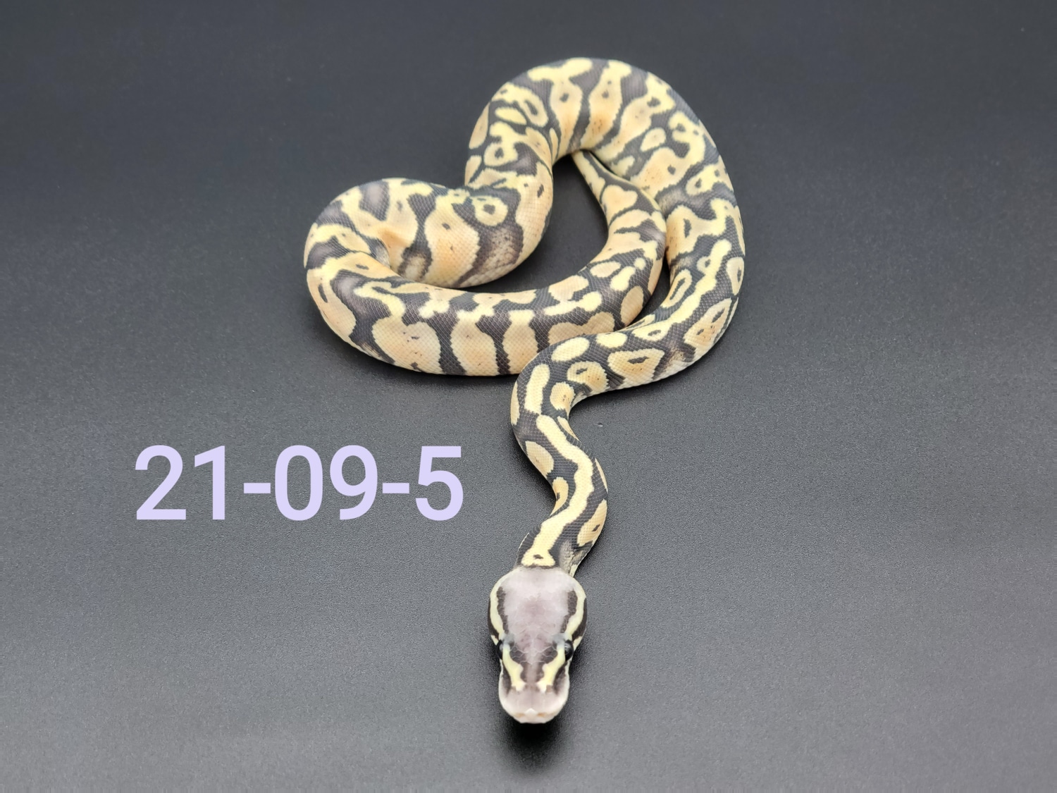 Super Pastel Enchi Hypo Ball Python by Parpart's Pristine Pythons ...