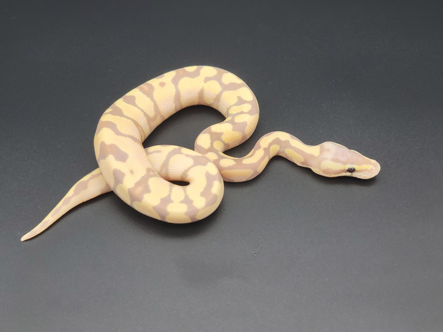 Pastel, Banana, Enchi, 66% H Hypo Ball Python by Parpart's Pristine ...