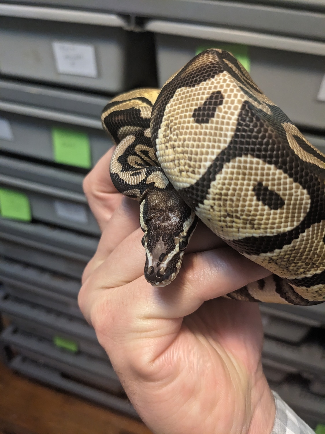 Pastel Scaleless Head Ball Python by ZTK Reptiles - MorphMarket