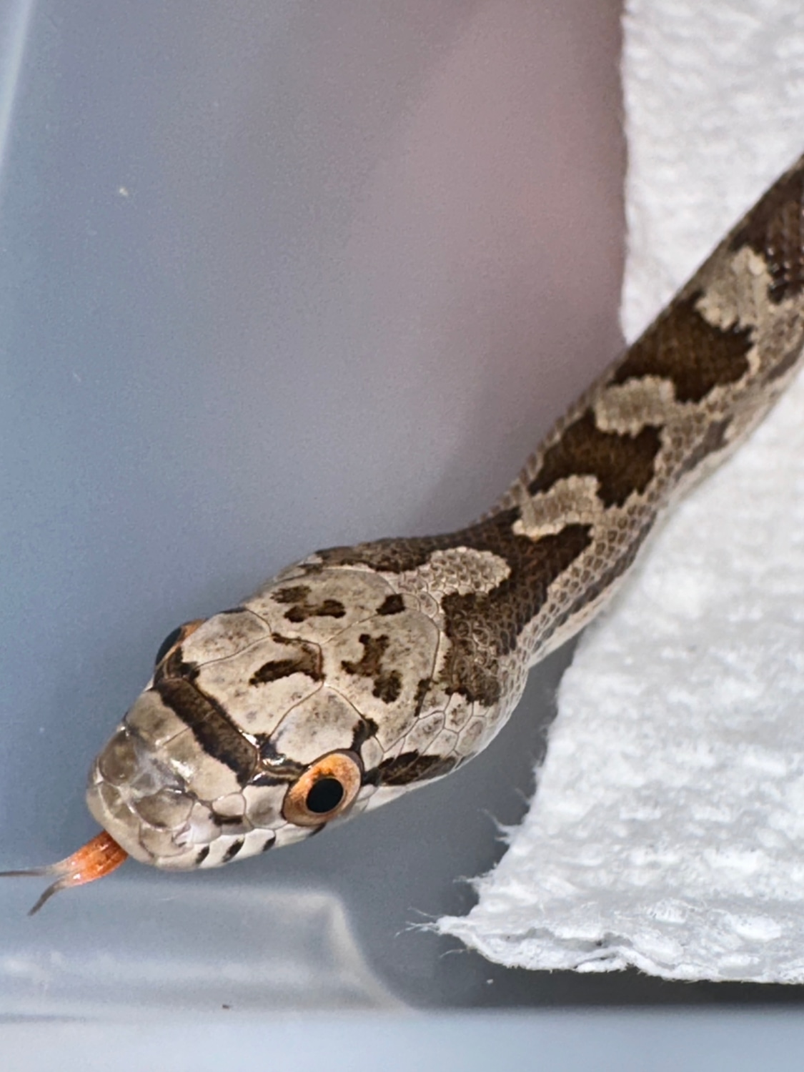 ‘23 100% Triple Het Scaleless, Leucistic, Amelanistic Western Rat Snake ...