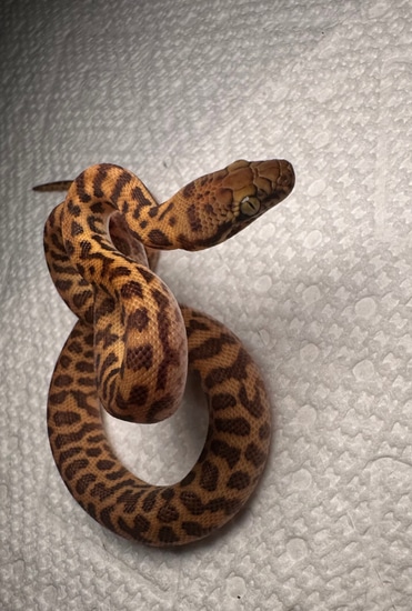 Stimson’s Python Stimson's Python by Esoterica Reptilia