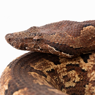 Captive Bred Reptiles For Sale from Breeders Worldwide - MorphMarket