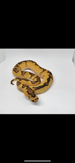 Fire, Orange Dream, Yellow Belly, Enchi, Clown Ball Python by Beebe’s ...