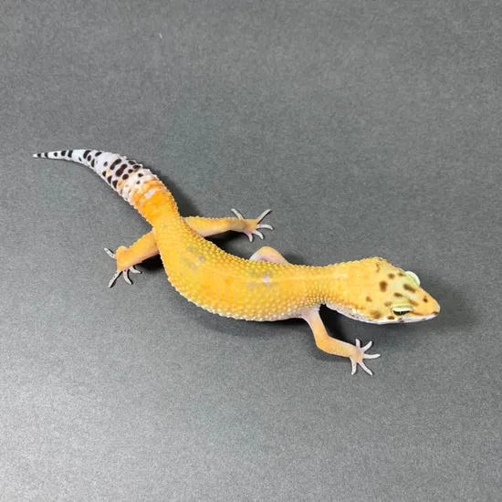 TSF - Sunglow Tangerine Leopard Gecko by Morph Monster Geckos