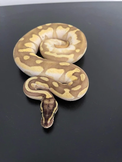 Enchi Butter Sugar Pastel Ball Python by A.S reptiles