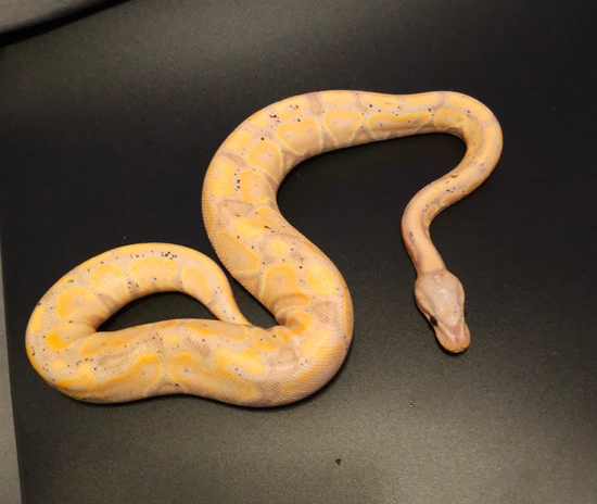 CG Enchi Razor Ball Python by Too Many Ballz