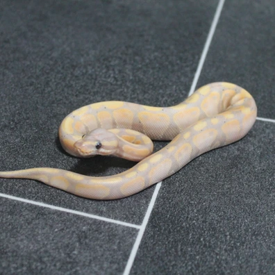 Banana Enchi Ball Python - male for sale from 3dreptiles-