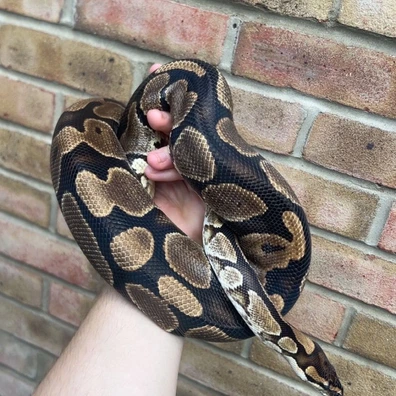 Yellow Belly PB Ball Python - female for sale from 3dreptiles-