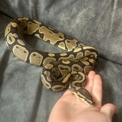 Orange Dream Het Clown Pos Red Gene Ball Python - female for sale from 3dreptiles-