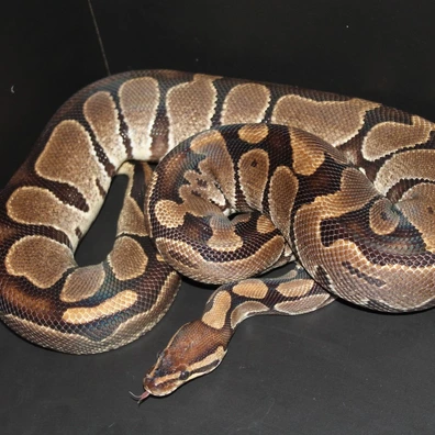 Dinker Ball Python - female for sale from 3dreptiles-