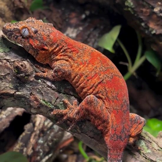 Spicy 🌶️ Gargoyle Gecko by Hamilton Herps