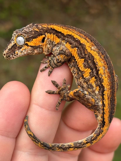 Orange 6 Stripe Gargoyle Gecko by Hamilton Herps