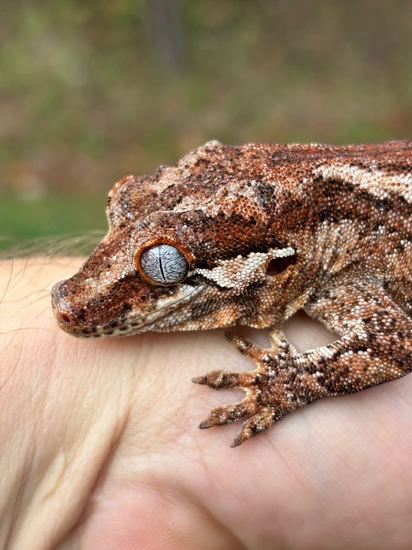 Harriet Gargoyle Gecko by Hamilton Herps