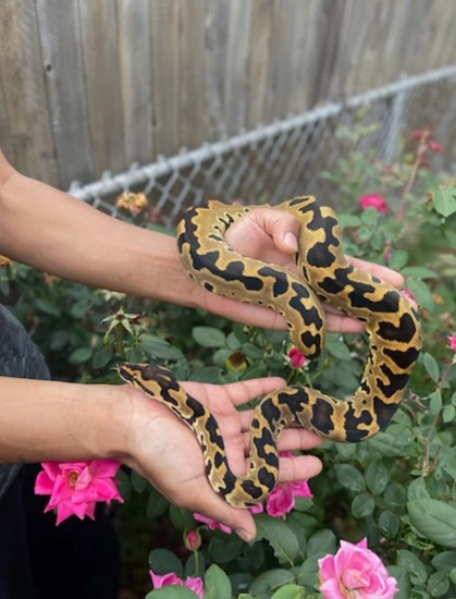 Burmball OD Echi Pos Yellow Belly Poss Het Green Albino Granite Ball ...