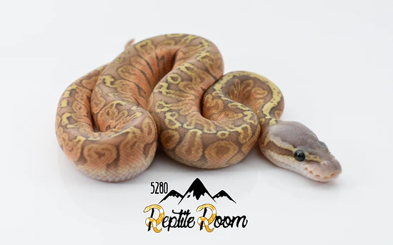 Pastel Sunset Ghost Ball Python by 5280 Reptile Room