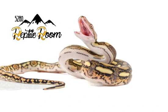 Tiger Hogs Retic Reticulated Python by 5280 Reptile Room