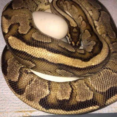 Specter Gravel PB Ball Python - female for sale from Hoodhippie pythons
