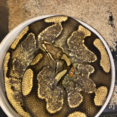 Fire Sugar Het Clown Ball Python - female for sale from Hoodhippie pythons
