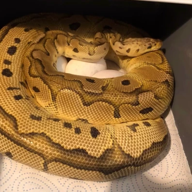 Pastel Motley Clown Ball Python - female for sale from Hoodhippie pythons