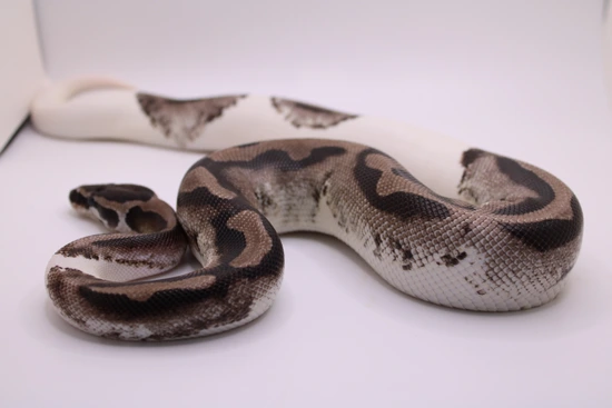 Lightning Pied Ball Python by 603-Pieds