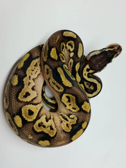 black pastel bongo ball python by freedom breeder -... Pastel Bongo Blackhead Ball Python by Worona Reptiles