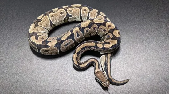 Anthantic Ball Python Vpi Axanthic Ball Python by Wright's Reptiles