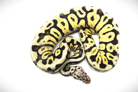 Pastel Spotnose Ball Python by 816 Morphs/Retic Mafia